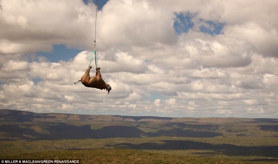 Носорогов транспортировали по воздуху