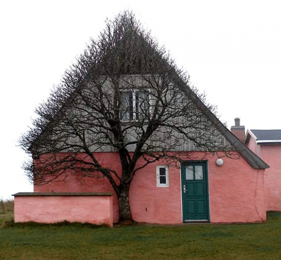 дерево в Дании прячется от ветра